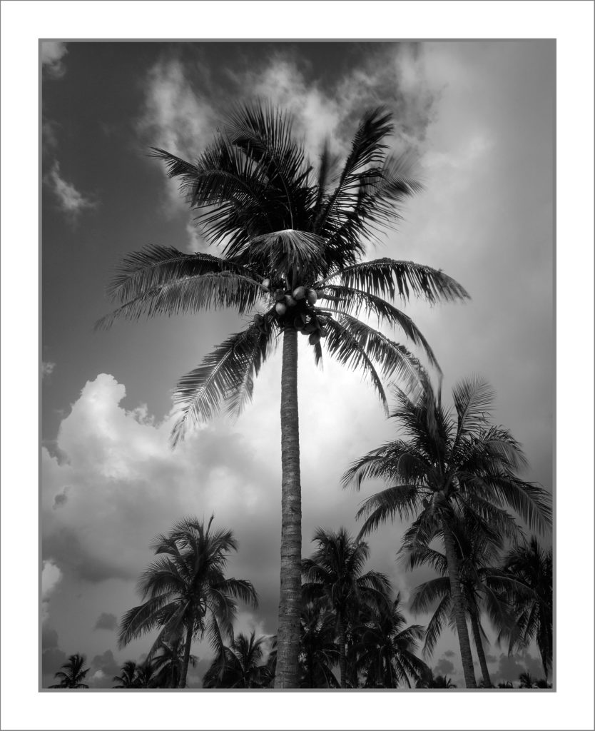 coconut-palm-marathon-key-20x24-stephenconrad